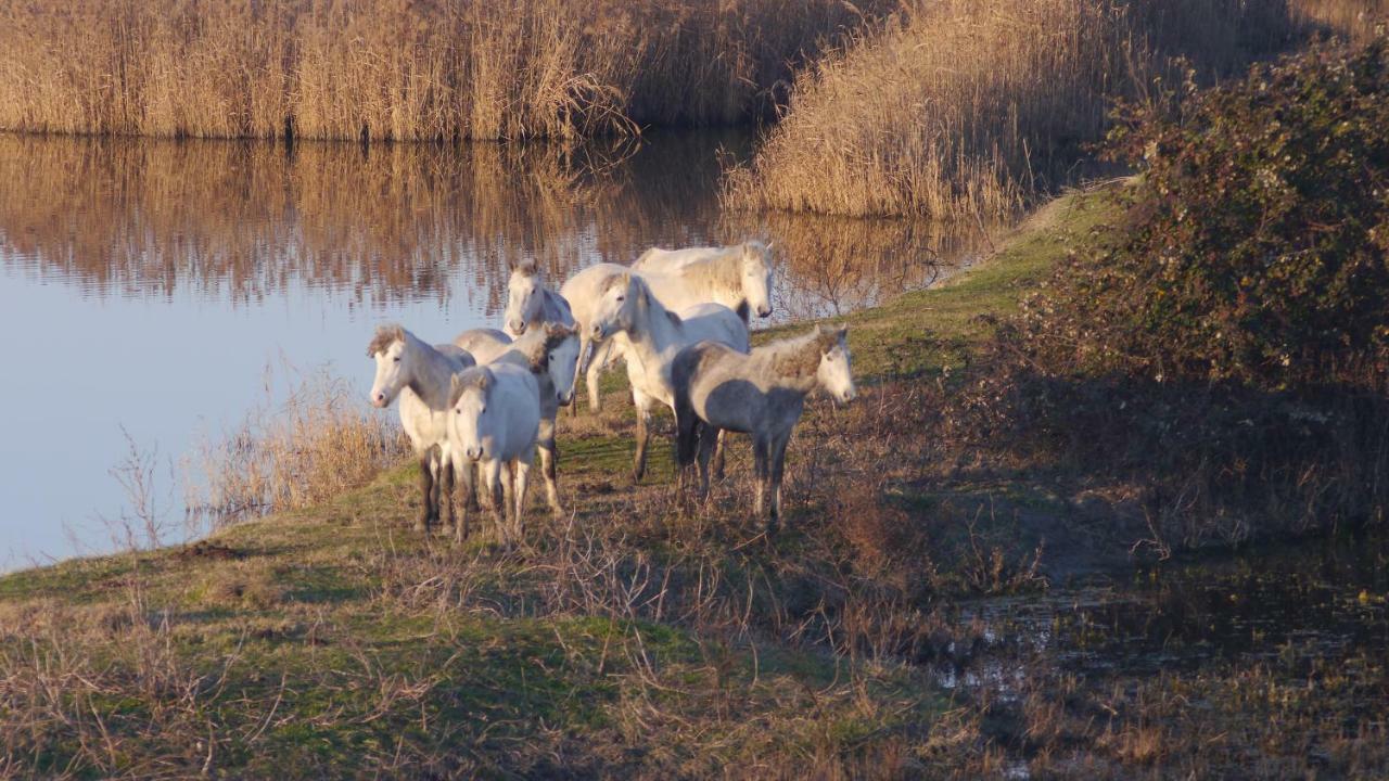 Res. Mare - Corallo 31 Lido delle Nazioni Zewnętrze zdjęcie